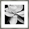 Magnolia Framed Print