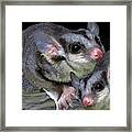 Mahogany Glider 1 Framed Print