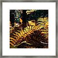 Maine Autumn Ferns Framed Print