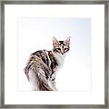 Maine Coon Cat Framed Print