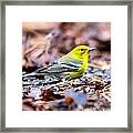 Majestic Pine Warbler Framed Print