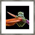 Malayan Tree Frog Perched On Red Flower Framed Print