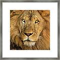 Male African Lion Portrait Wildlife Rescue Framed Print