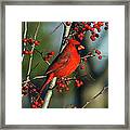 Male Cardinal On Branch Framed Print