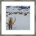 Male Elk National Elk Refuge Framed Print