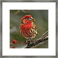 Male House Finch With Crabapple Framed Print