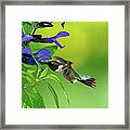 Male Hummingbird Feeding On Salvia Framed Print