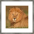 Male Lion At Sunrise Framed Print