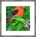 Male Scarlet Tanager On Texas Lantana Framed Print