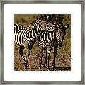 Male Zebras Play Fighting Framed Print