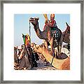 Mali, Timbuktu, Sahara Desert, Camels Framed Print