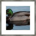 Mallard Duck - Lowcountry Framed Print