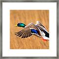 Mallard. Framed Print