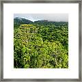 Mamoni Valley Rainforest Canopy Framed Print