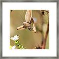 Mantis And Fly Framed Print
