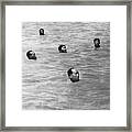 Mao Zedong Swimming In The River Framed Print