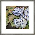 Maple And Oak Framed Print