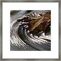 Maple Leaf Acer Sp. In Stream, Water Framed Print