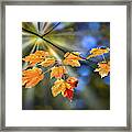 Maple Leaves In Autumn On A Tree Branch Illuminated By A Sunburs Framed Print