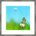 Marbled White Butterfly Pollinating Framed Print