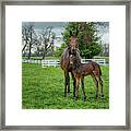 Mare And Foal 2 Framed Print