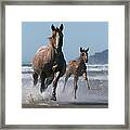 Mare And Foal Equus Caballus Running Framed Print