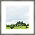 Mares And Foals Running In A Field Framed Print
