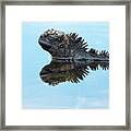 Marine Iguana Reflected In Shallows Framed Print