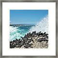 Marine Iguanas Basking, Cape Hammond Framed Print