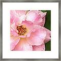 Maryland Pink Rose Framed Print