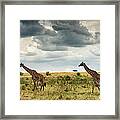 Masai Giraffes Against Stormy Sky Framed Print