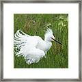 Mating Plumage On Display Framed Print