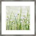 Meadow Of Snowdrops Framed Print