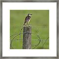 Meadowlark On Fence Post With Grasshopper Framed Print