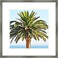 Mediterranean Palm Tree Framed Print