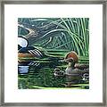 Merganser Framed Print