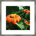 Mexican Sunflower 26 Framed Print