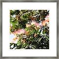 Mimosa Tree Flowers Framed Print