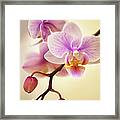 Mini Flowering Pink Phalaenopsis Orchid Framed Print