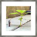 Miniature Old Man Looking A Sprouting Framed Print