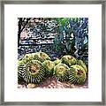 Miraval Cactus Framed Print