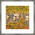 Mirrored Geese Framed Print