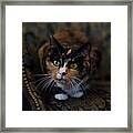 Mischa Framed Print