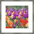 Mix Border With Tulips Purple Dream 1 Framed Print
