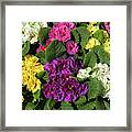 Mix Of Colorful Double Primroses Framed Print