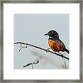 Mocking Cliff-chat Perched On Tree Framed Print