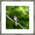 Mockingbird Framed Print