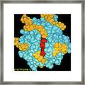 Molecular Structure Of Ferricytochrome C Framed Print