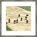 Momma And Ducklings Framed Print
