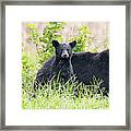 Momma And Two Cubs 5537 Framed Print